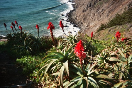 flowers bigsur coast cali