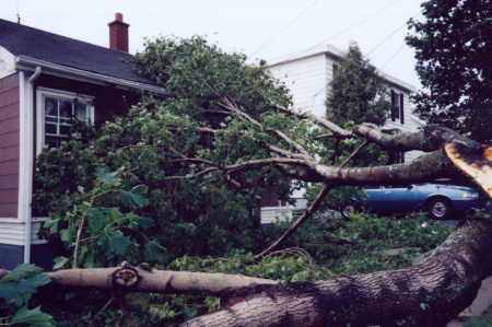 Tree fell on house during Hurricane Juan