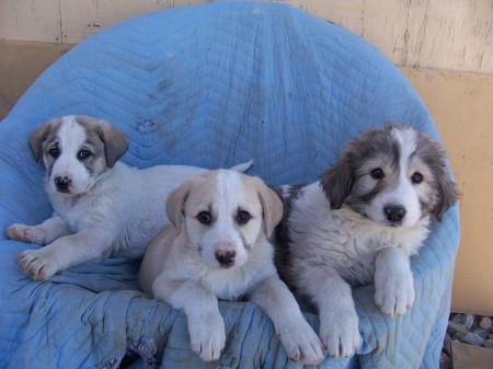 My Afghan puppies