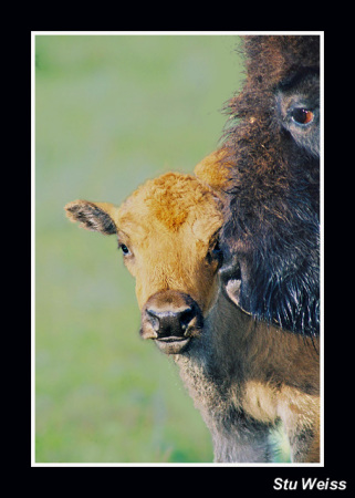 Buffalo Mom. North Dakota