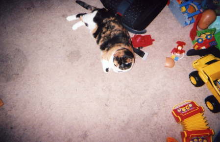 Jo our calico cat