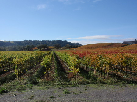 Isabel Hormel's album, harvest time in Sonoma Cty