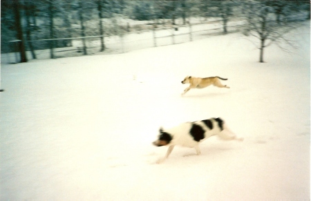 Pebbles and Sandi running in the snow