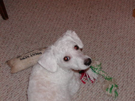 Murphy, Bichon