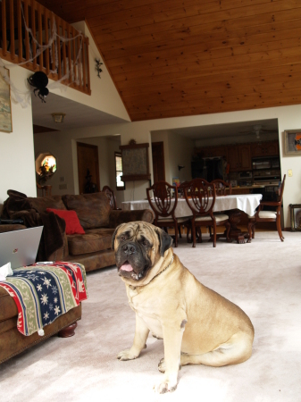 Dozer-- waiting for a cookie---- or two...