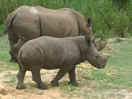 2007-Safari
