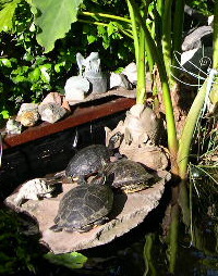our three turtles in the pond