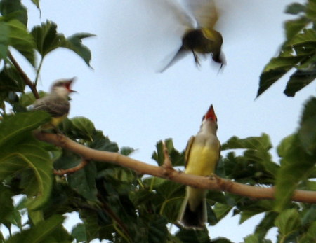 Kingbirds getting supper