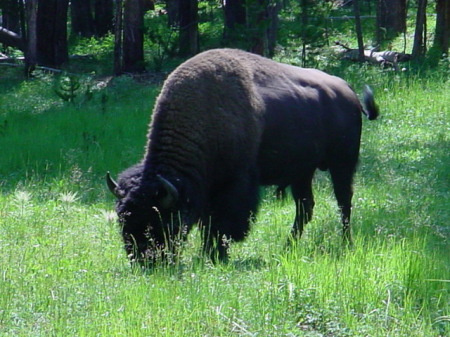 yellowstone 004