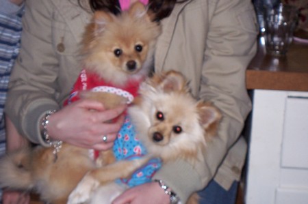 the poms lola & olie