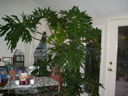 Monster Philodendron Tree Oct. 22, 2007