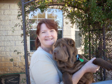 Our new Shar Pei