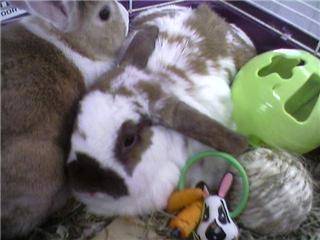 Our bunnies...Mr Bunbun & Cinnabun