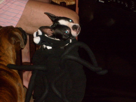 Our Boston Terrier " Bandit"  on Halloween as a spider