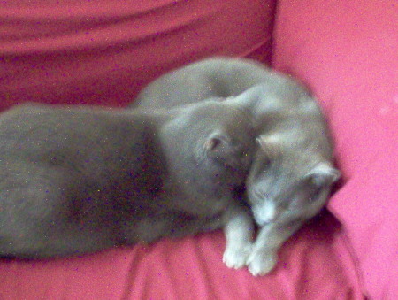 My cats: Billie and Claude
