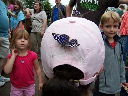 butterfly on my head!