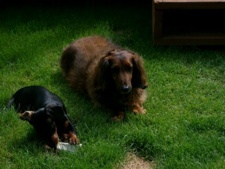 The Doxies