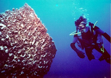 Diving the Wall in Grand Cayman