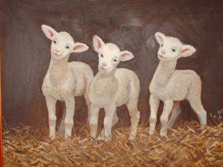 3 little lambs