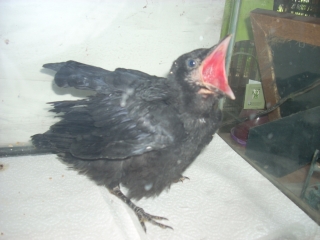 Baby Crow.