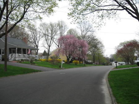 April Dogwood Blossoms
