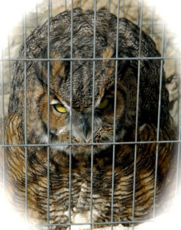 Great Horned Owl