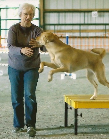 Competing in Agility Trial