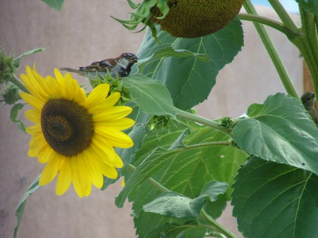 sparrow on sunflower