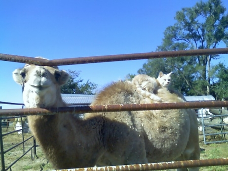 Cali my Camel and her kitty  11-07