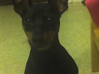 My dog Diablo