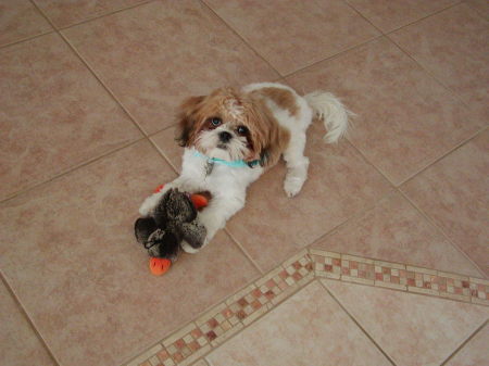 Saki with Toy on the new tile floor Nov. 2007