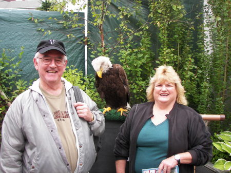 Up close to majestic Bald Eagle