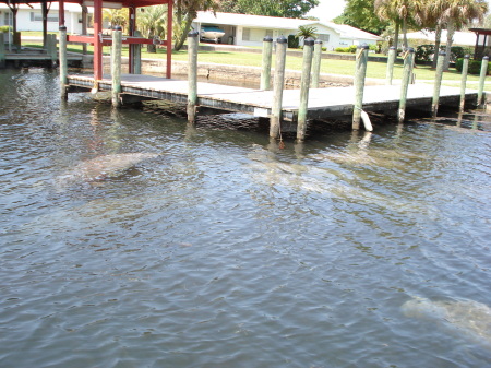 Manatees