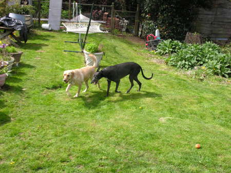 Sharky, yellow lab granddog. and Banjo, greyhound