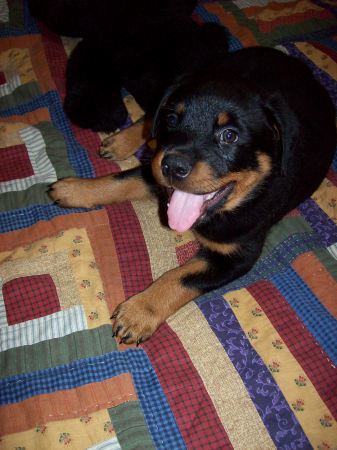 Our new Rottie pup Dozer