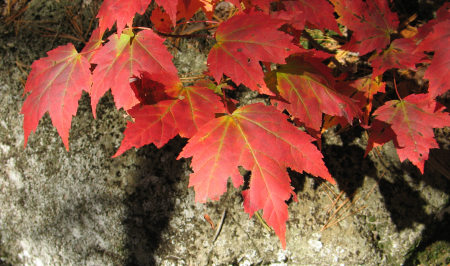 red maple - 2007