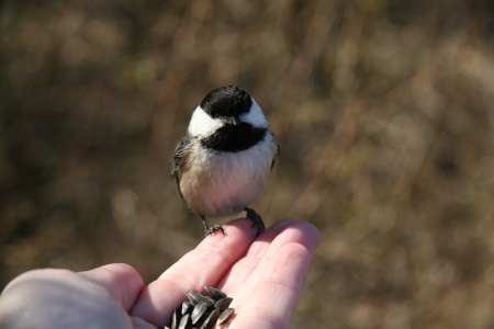 Chickadee