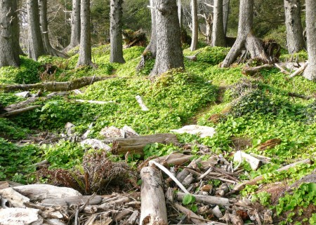 Wooded area at Rialto Beach