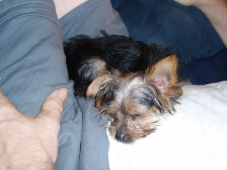june 16,2007, my husbands birthday and I got my yorkshire terrier puppy
