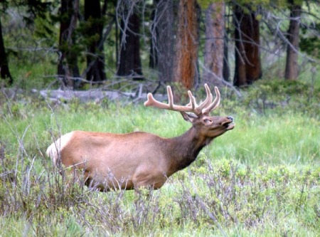 Bugling Bull Elk. Montana