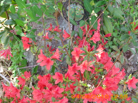 azalea