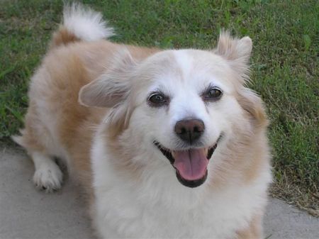 My little girl Taffy. Rest in peace 12-23-2009