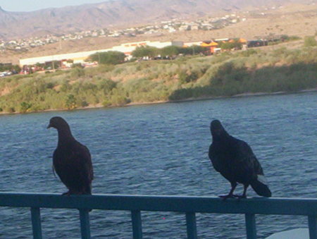 Robert Archuletta's album, Laughlin Nevada 2010