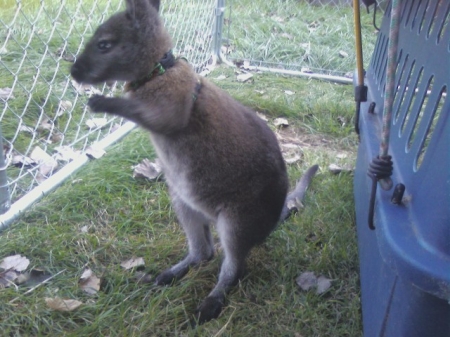 Mandee the Wallaby 9 mon old