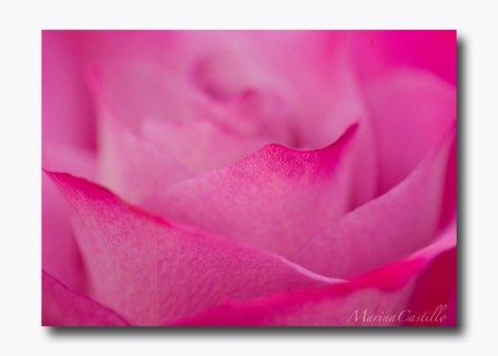 Pink Rose Macro