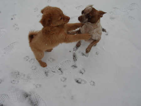 The snow dogzz