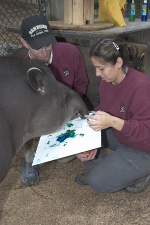 Painting with a Tapir