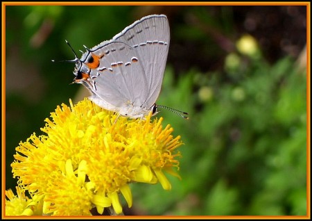 A Graystreak Butterfly
