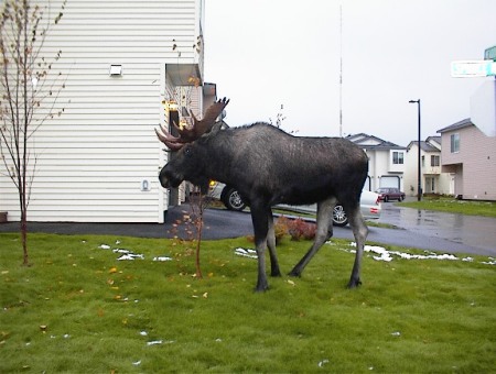Moose in my yard in Anchorage
