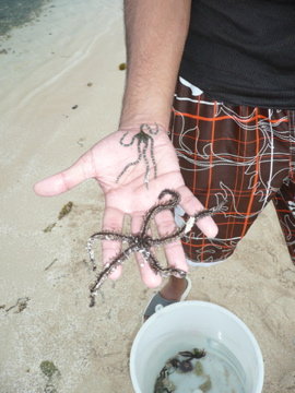 Matthew Holding Reef Critters!